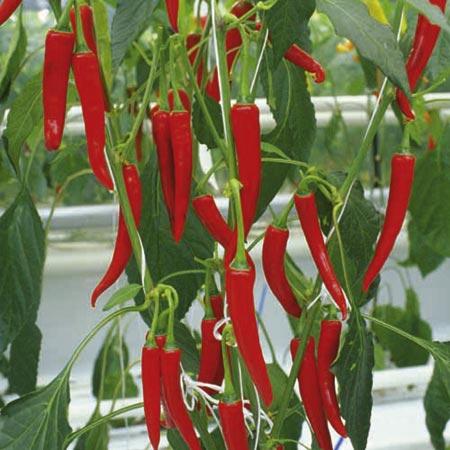 Pepper Chilli Grafted Fireflame F1 Plants Pack