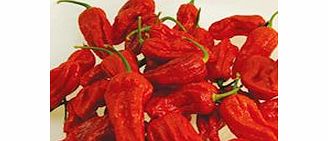 Pepper Chilli Plant - Bhut Jolokia