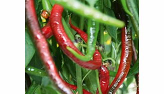 Pepper Chilli Plant - Joes Super Long