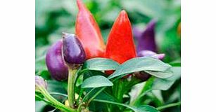 Pepper Chilli Plant - Prairie Fire