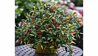 Pepper Chilli Plants - Basket of Fire