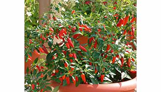 Pepper Chilli Plants - F1 Apache