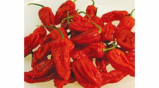 Pepper Chilli Plants - Frestival Ultimate