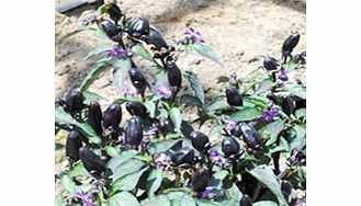 Pepper Chilli Plants - Pot Black
