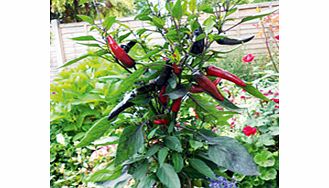 Pepper Chilli Plants - Vampire