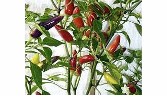 Pepper Chilli Seeds - Barak