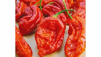 Pepper Chilli Seeds - Bhut Jolokia Fiery Furnace