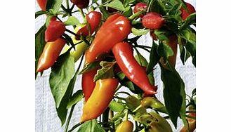 Pepper Chilli Seeds - Hungarian Hot Wax