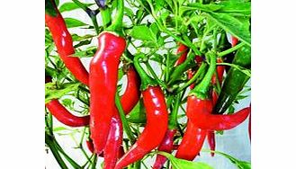 Pepper Chilli Seeds - Ring O Fire