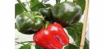 Pepper Grafted Plants - F1 Britney