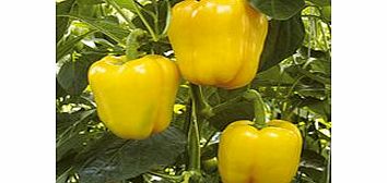 Pepper Grafted Plants - F1 Chelsea