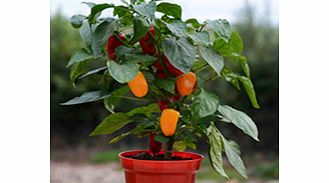 Pepper Grafted (Sweet) Plants - Traffic Light