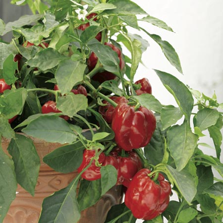Pepper Redskin F1 Plants (Capsicum) Pack of 3