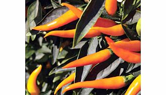 Seeds - Sweet Sunshine F1