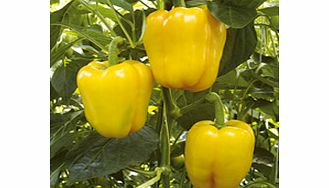 Pepper (Sweet) Chelsea F1 Grafted Plants