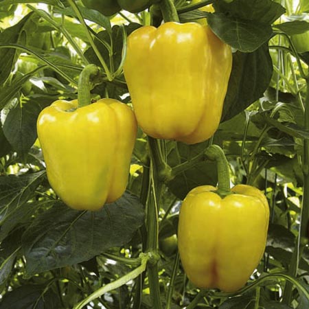 Pepper (Sweet) Chelsea F1 Plants (Capsicum) Pack