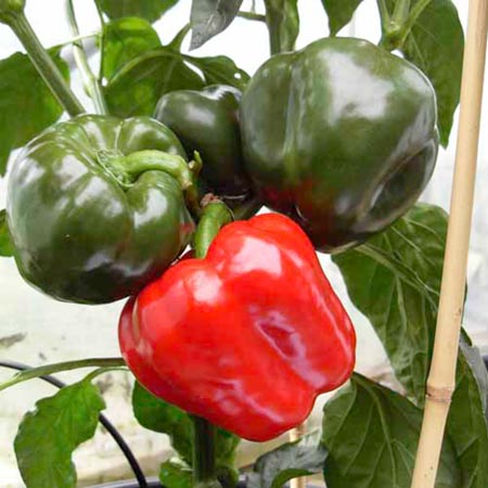 Pepper (Sweet) Grafted Britney F1 Plants