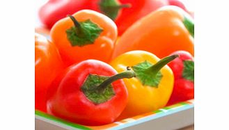 Pepper (Sweet Mini) Plants - Snackbite Collection