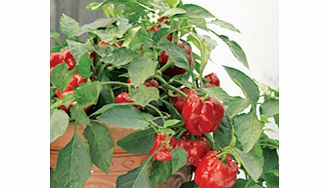 Pepper Sweet Plants - F1 Redskin