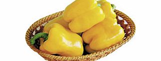 Pepper Yellow Bell F1 Seeds