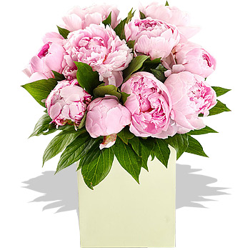 Perfect Peonies - flowers