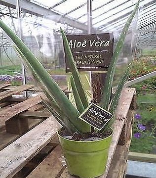 PERFECT PLANTS ``Aloe Vera`` Plant in Contemporary Lime Green 10 cm Pot
