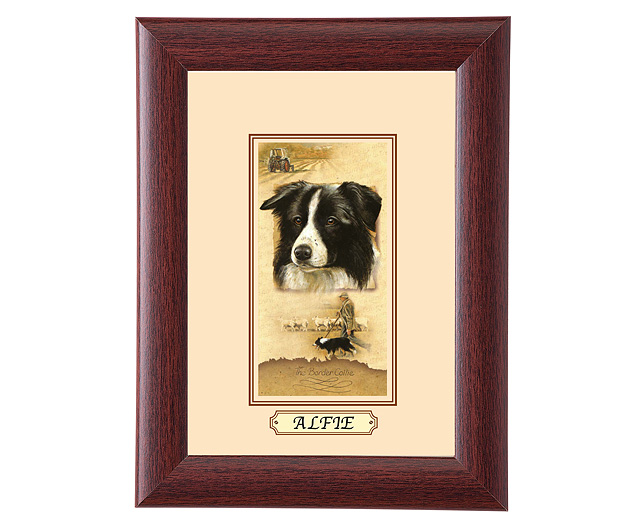 personalised Framed Dog Breed Picture - Border Collie
