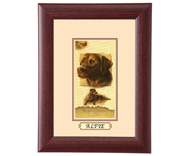 personalised Framed Dog Breed Picture - Chocolate Labrador