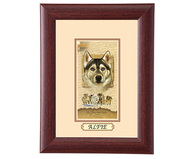 personalised Framed Dog Breed Picture - Siberian Husky