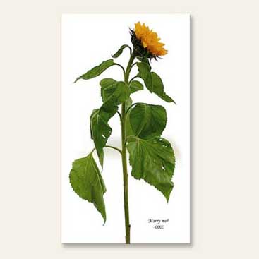 personalised Valentine` Day Proposal Flower Canvas Print