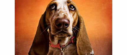 Pet Photoshoot in Hertfordshire