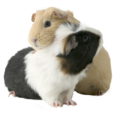 Guinea Pig