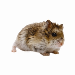 Pets at Home Russian Dwarf Hamster