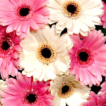 Fresh Flower Delivery on Price Alert Link To This Page More Pink Flowers And Flower Delivery