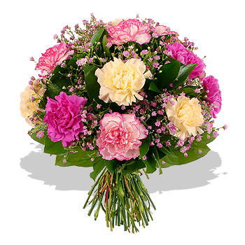 pink Carnations - flowers