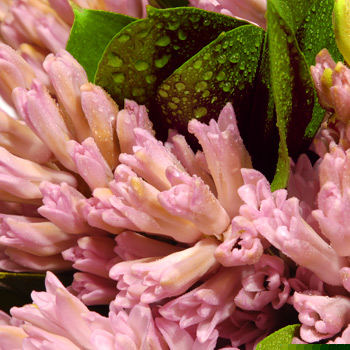 Pink Hyacinth Bouquet - flowers