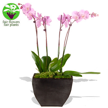 pink Orchids in a Planter - flowers