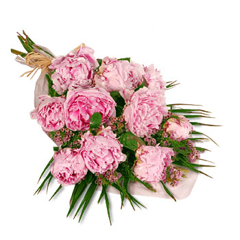 pink Peonies Giftwrap - flowers