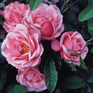 Pink Perptue - Climbing Rose