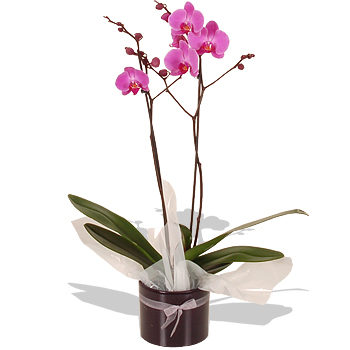 PINK Phalaenopsis Orchid - flowers