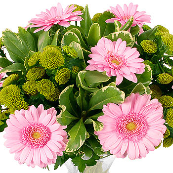 Pink Sunshine - flowers