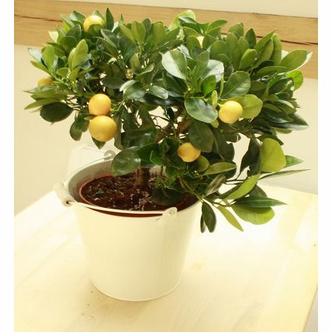 Plants4Presents Dwarf Orange Tree 40cm