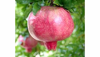 Pomegranate Plant - Provence