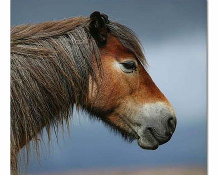 Pony Greetings Card with Sound 4202CX