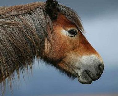 Pony Greetings Card with Sound 4202CXP