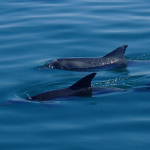 PORT Stephens Dolphin Watcher - Child