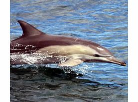 Stephens, Nelson Bay Dunes  Dolphins -