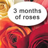 3 Months of Roses