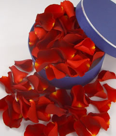 Fresh Red Rose Petals