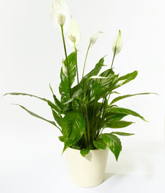 Peace Lily